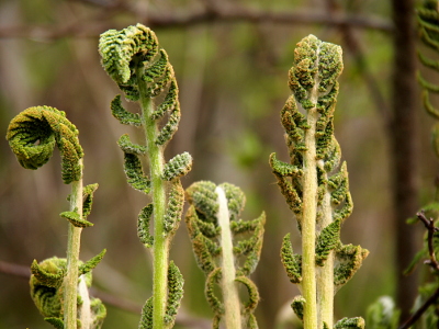 [The stalks on these ferns are much thicker than the one in the prior photos as are the leaves which are a bit less curled since they are so thick. There are four different stalks with each facing a different direction as prepares to unfurl.]